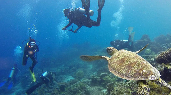 Diving and Snorkeling with Turtles - a Sustainable Approach