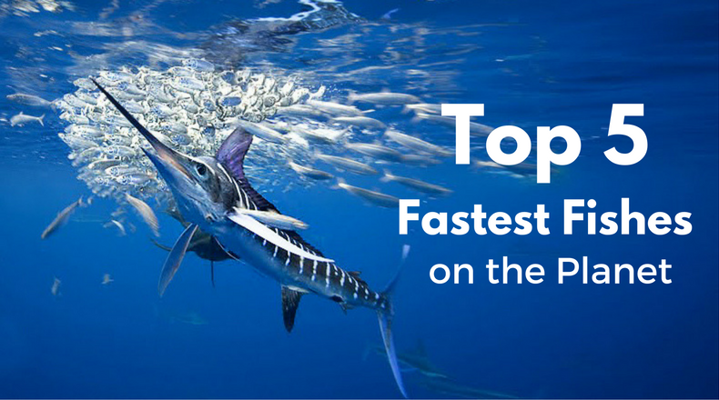 Top 5 Fastest Fishes on the Planet | DIPNDIVE