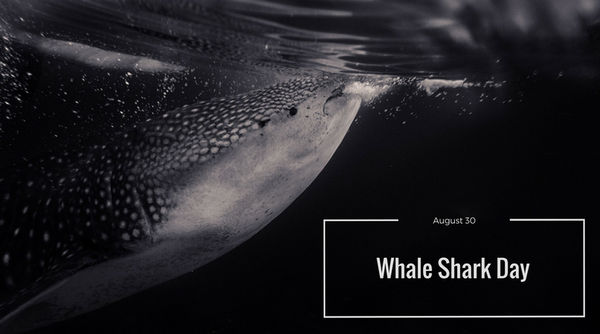 The Gentle Giants: Fascinating Whale Shark Facts