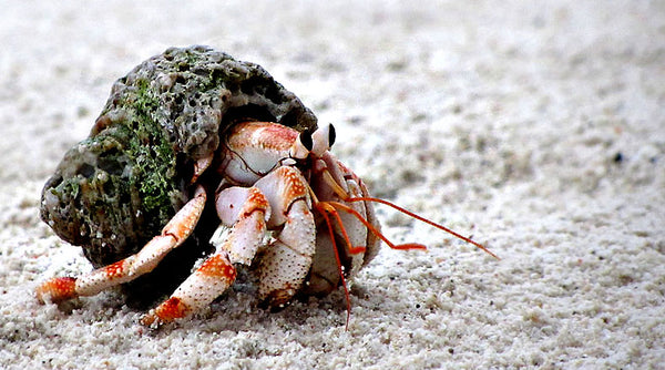 Fun Facts About Hermit Crabs