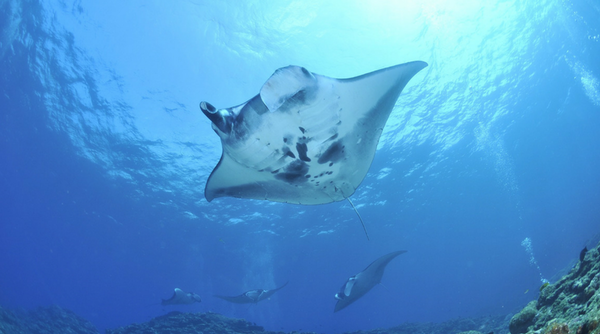Diving With Manta Rays - a Sustainable Approach