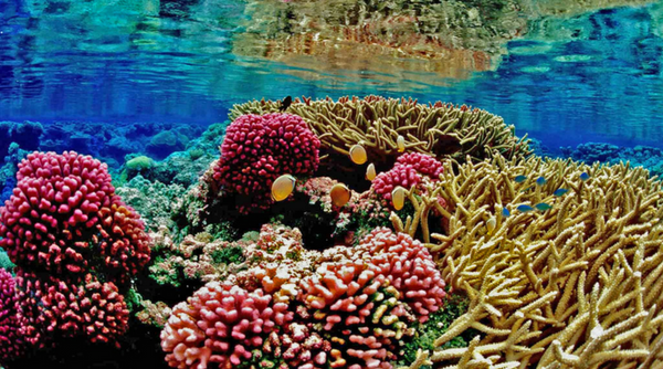 Why Coral Reefs Are Important