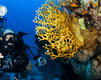 Underwater Photography Glossary