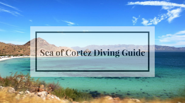 Diving in the Sea of Cortez