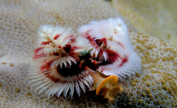 Meet a Sea Worm That Looks Like a Christmas Tree