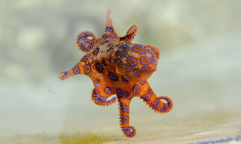 A small Blue ringed octopus Stock Photo - Alamy
