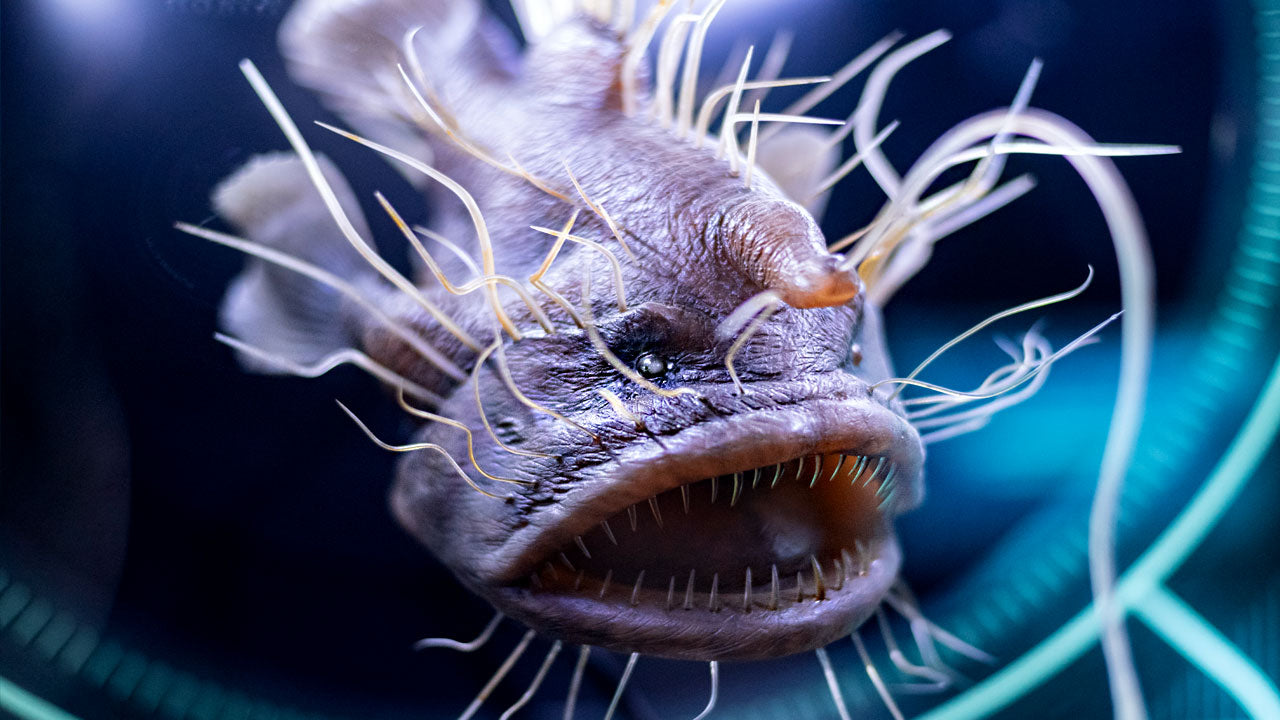 10 Creepy Ocean Animals