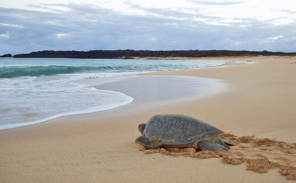 99% of Green Sea Turtles Are Turning Female - Here Is Why