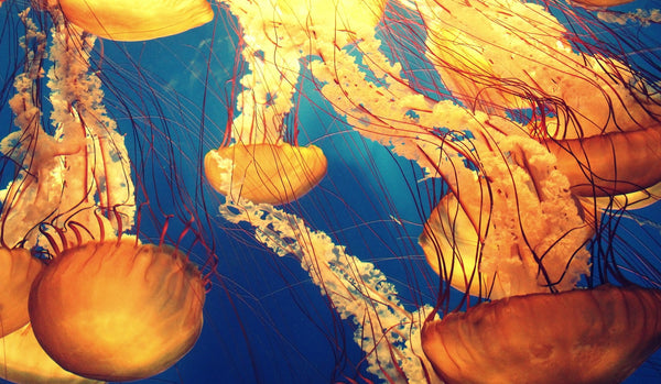 Jellyfish: Facts and Fiction
