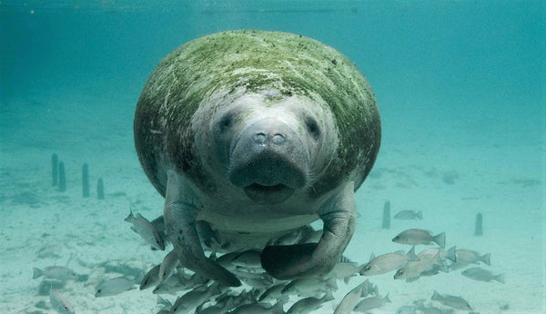 Respect for the Manatees