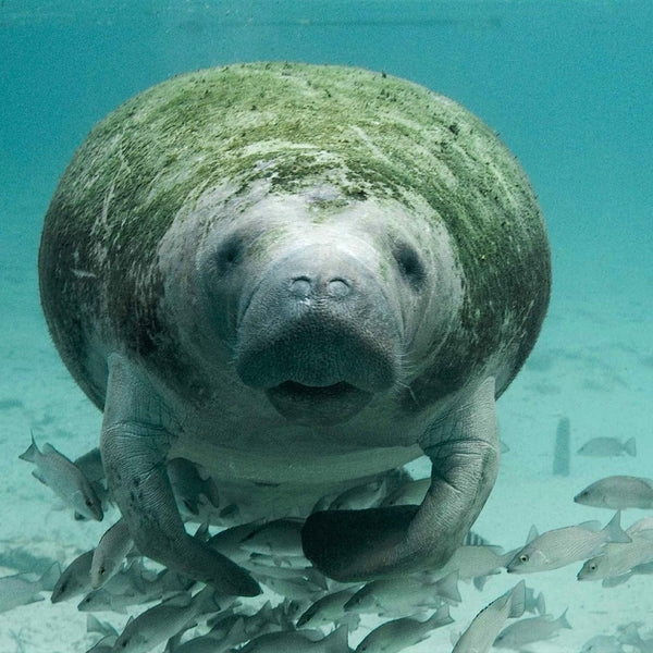 Respect for the Manatees | DIPNDIVE
