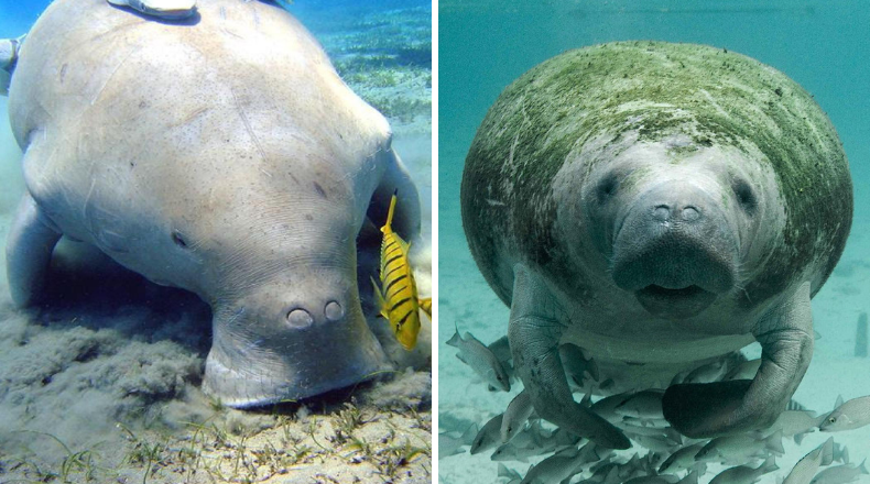 Manatee vs. Dugong - What’s the Difference?