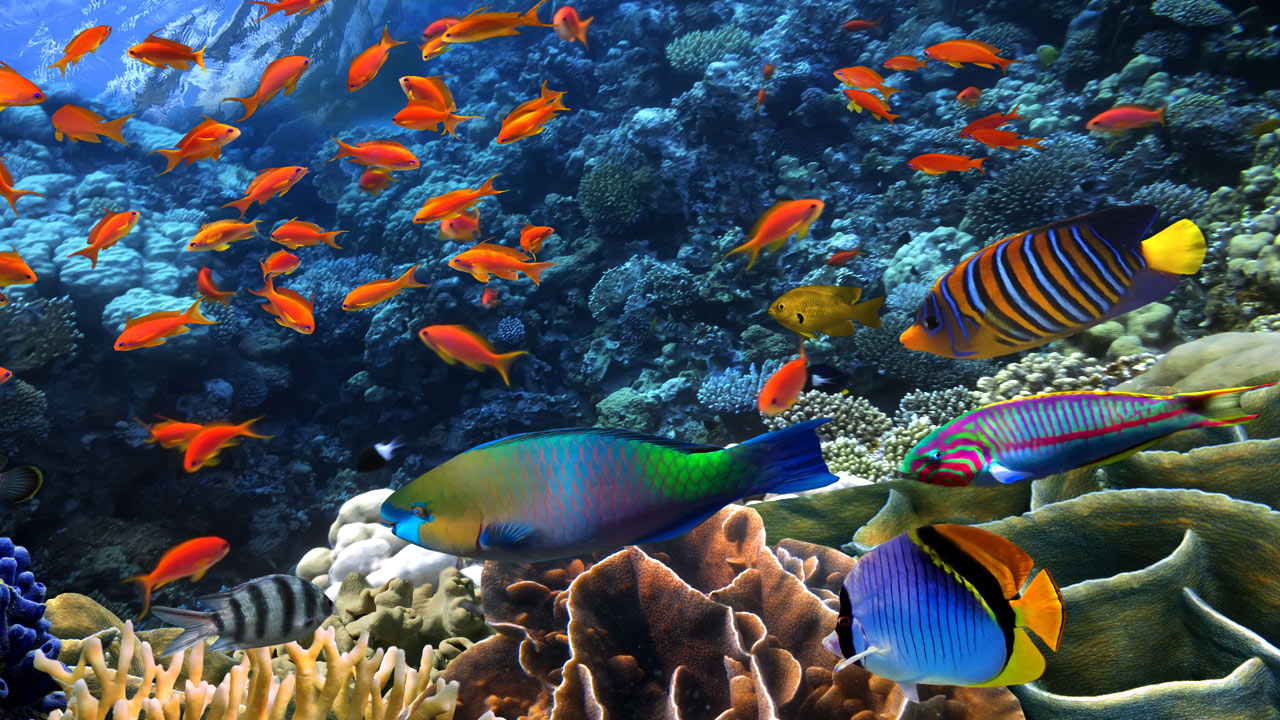 Why Are Reef Fish Colorful