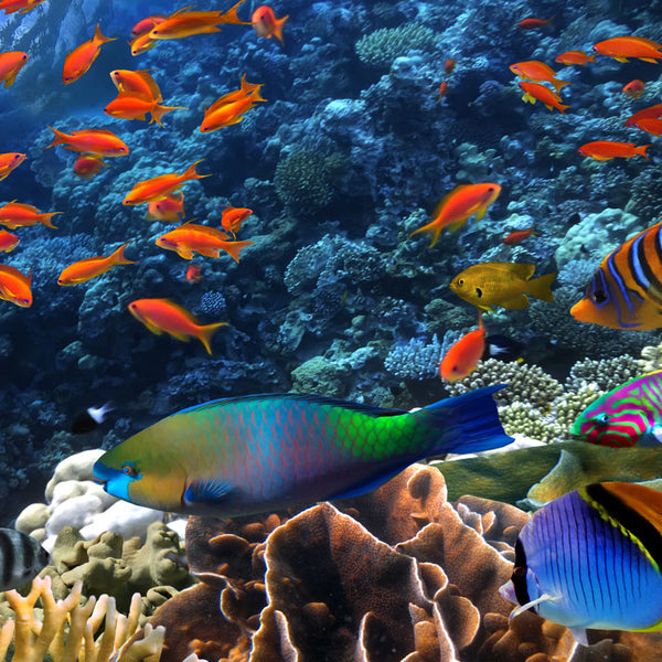 colorful reef fish