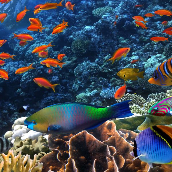 Ocean Coral Reef Fish ocean-coral-reef-fish