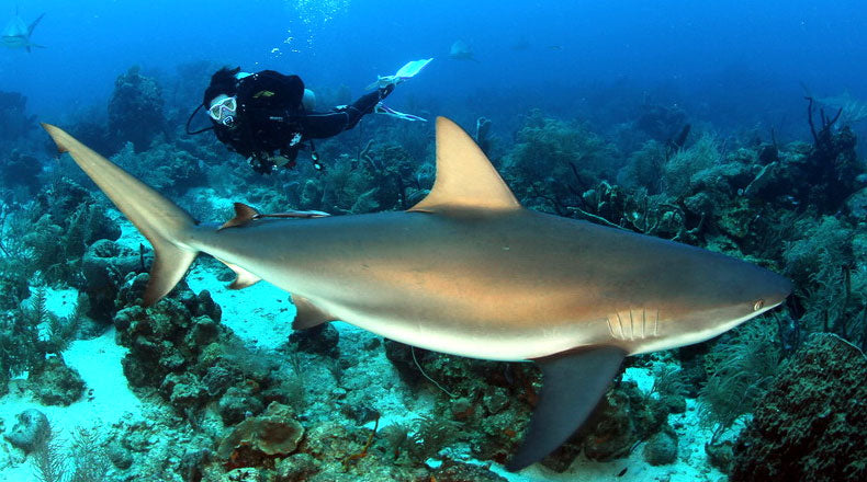 Diving With Sharks - Top 5 Destinations