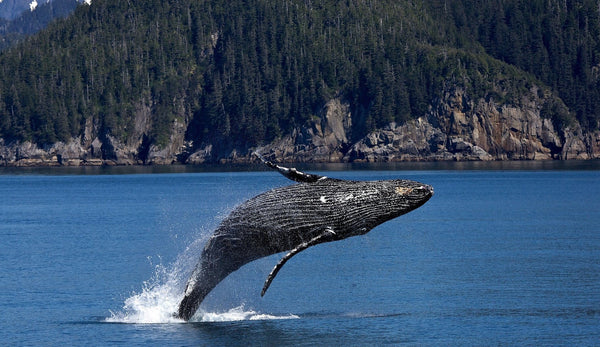 Five Tips for Responsible Whale and Dolphin Watching